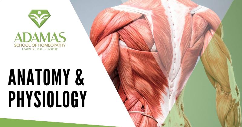 Adamas School of Homeopathy. Los Angeles School of Homeopathy. Seminar on Anatomy and Physiology. Natural Health Education.