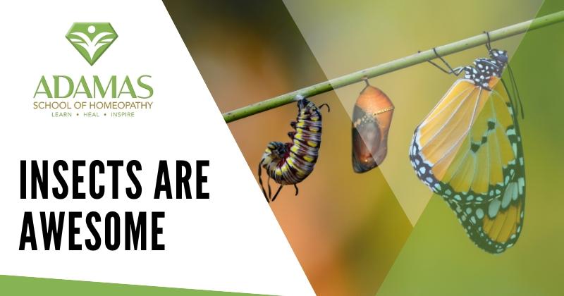 Adamas School of Homeopathy. Los Angeles School of Homeopathy. Seminar on Insects