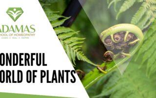 Adamas School of Homeopathy. Lose Angeles School of Homeopathy. Seminar on World of Plants