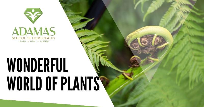 Adamas School of Homeopathy. Lose Angeles School of Homeopathy. Seminar on World of Plants