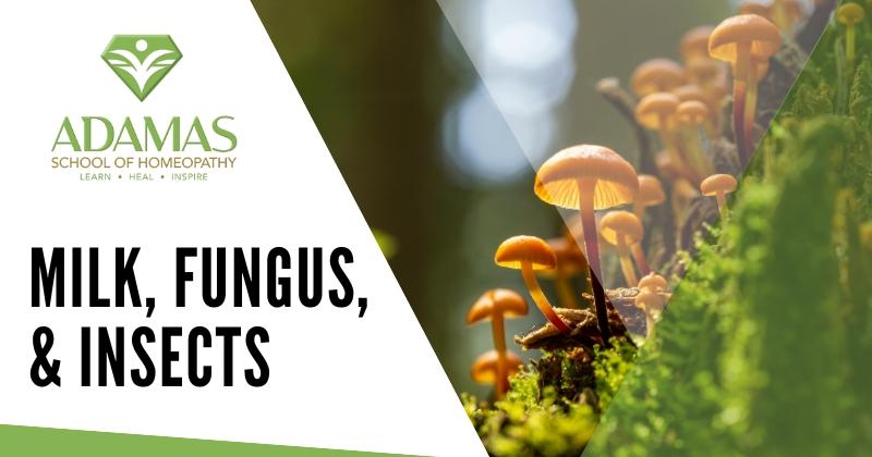 Adamas School of Homeopathy. Los Angeles School of Homeopathy. Seminar on Milk Fungus Insects