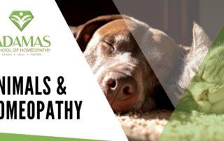 Adamas School of Homeopathy. Lose Angeles School of Homeopathy. Seminar on Animals and Homeopathy