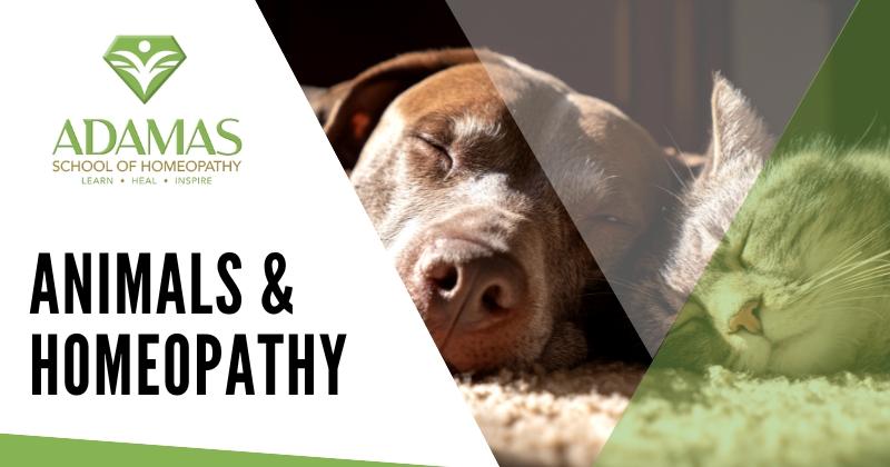 Adamas School of Homeopathy. Lose Angeles School of Homeopathy. Seminar on Animals and Homeopathy